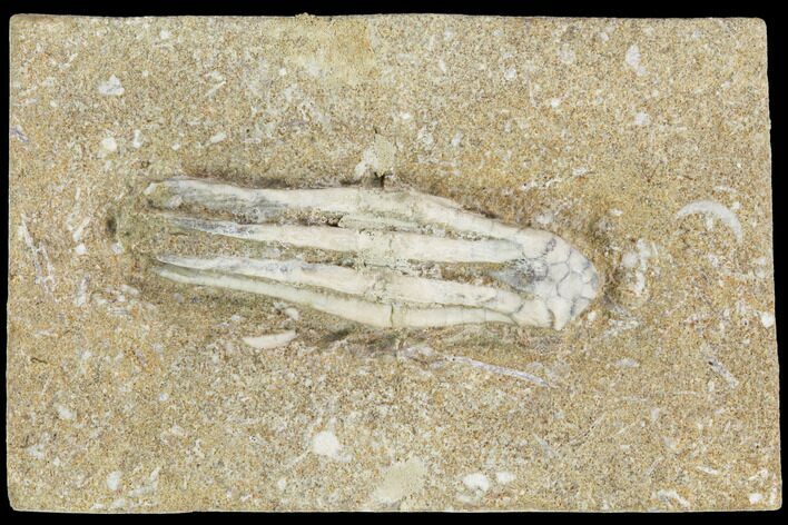 Bargain, Crinoid (Scytalocrinus) Fossil - Crawfordsville, Indiana #126180